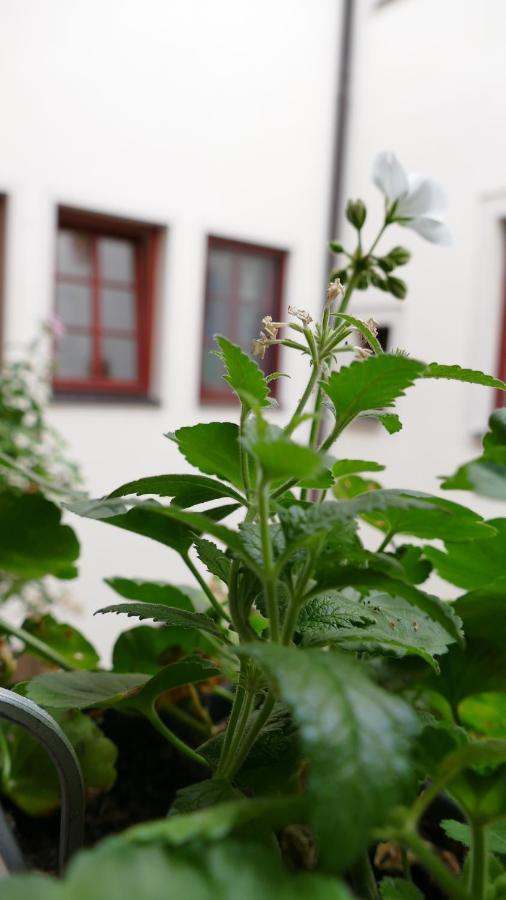 Pirna Altstadtgefluester Exterior foto